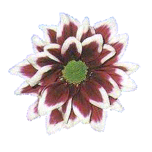 Bennie Jolink Chrysant